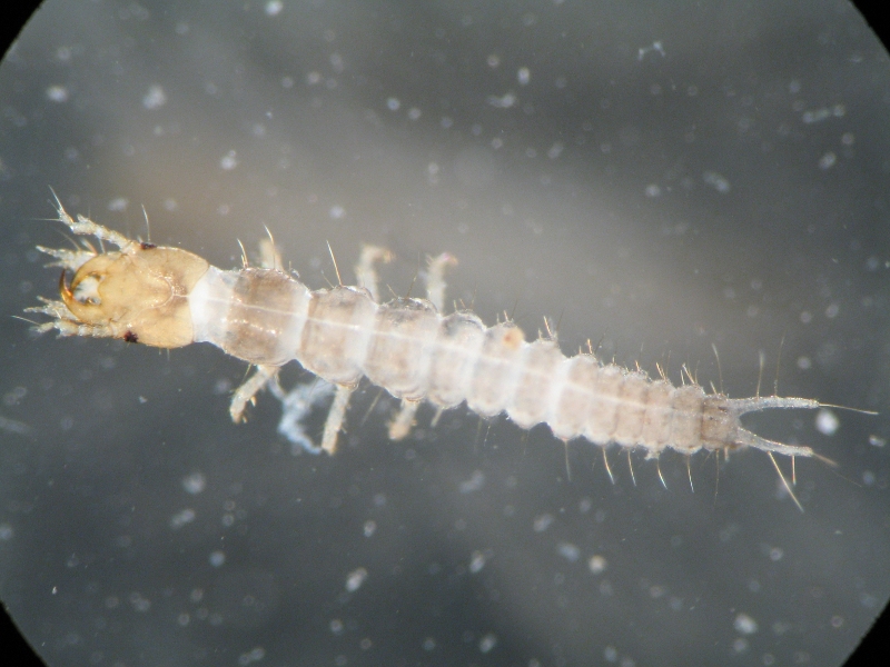 piccola larva acquatica da id.
